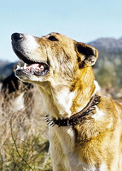 Perro pastor equipado con carlanca, collar con pinchos para protección contra lobos.
