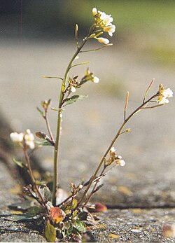 Planta Arabidopsis thaliana