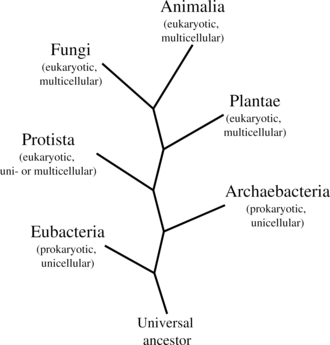 Cladograma que conecta grupos de organismos vivos al ancestro universal