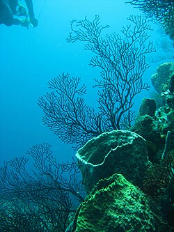 Arrecife de coral en Santa Lucía