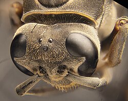 Cabeza de avispa