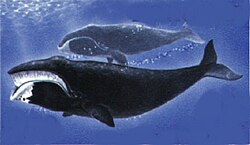 Dibujo esquemático de una ballena de Groenlandia.