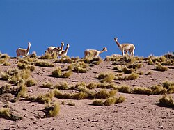 Vicuñas silvestres