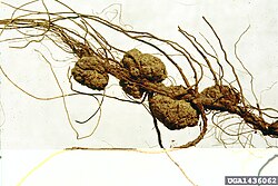 Abultamientos en raíces causados por Agrobacterium tumefaciens