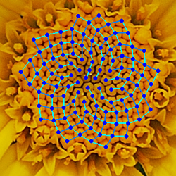 Flor de camomila amarilla