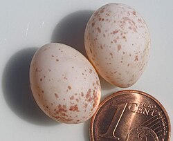 Huevos de carbonero común junto a una referencia de tamaño