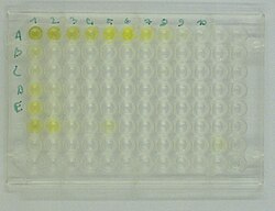 Placa utilizada para ensayos ELISA en laboratorio