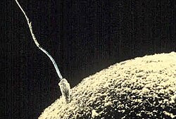 Espermatozoide fecundando un óvulo