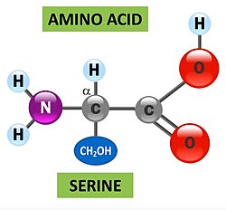 Estructura molecular esquemática de la serina, un aminoácido polar.