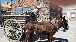 Carro tirado por burros en la provincia de Zamora.