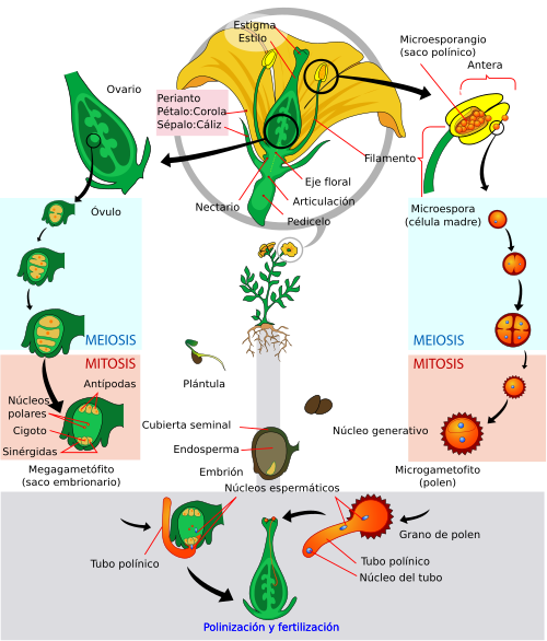 Ciclo de vida de las angiospermas