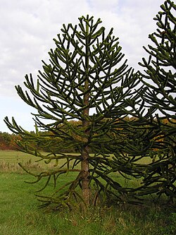 Ejemplar de Araucaria araucana mostrando su estructura característica