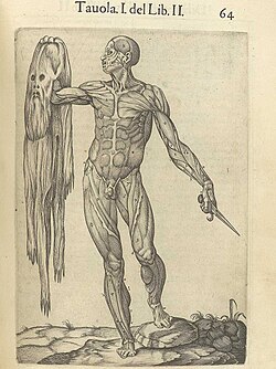 Grabado de la Historia de la composición del cuerpo humano