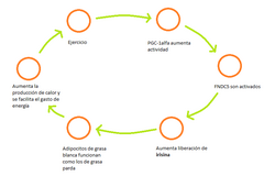 Representación esquemática de la relación entre la irisina y la actividad física