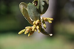 Amentos masculinos al comienzo de la primavera