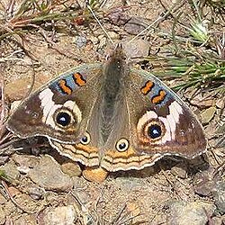 Mariposa Junonia coenia
