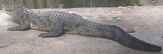 Ejemplar de Caiman crocodilus crocodilus