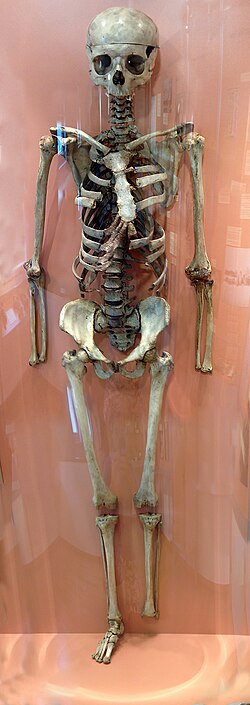Fotografía del esqueleto articulado por Vesalio en Basilea en 1543