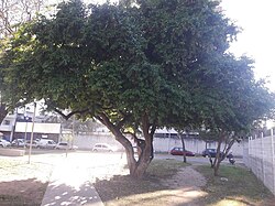 Bosque de canela