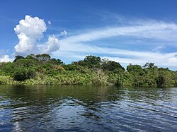 Vista del río Negro cerca de Manaos
