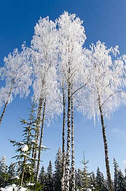 Abedules helados en invierno en Kangasala, Finlandia