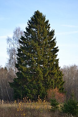 Ejemplar adulto de Picea abies