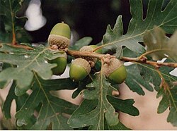 Frutos de Quercus pyrenaica en la rama