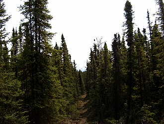 Bosque boreal de Alaska en una región de clima subpolar