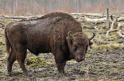 Fotografía de un Bison bonasus en un entorno boscoso
