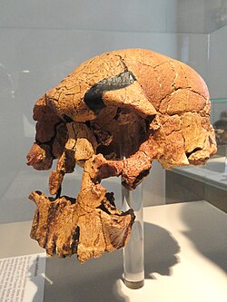 Cráneo fósil atribuido a Homo rudolfensis