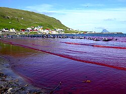 Caza de ballenas en las Islas Feroe