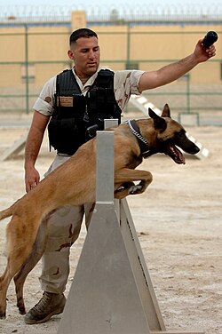 Pastor belga malinois en entrenamiento de agility
