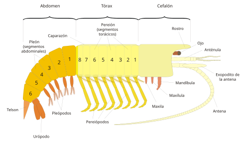 Anatomía de un malacostráceo