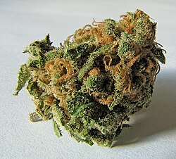 Cogollos secos de la planta Cannabis sativa