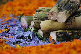 Cultivo y producción de caña de azúcar en Guairá
