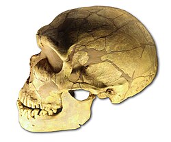 Cráneo de Homo neanderthalensis procedente de La Ferrassie