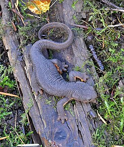 Representante del género Taricha, mostrando características morfológicas típicas de los tritones de la familia Salamandridae.