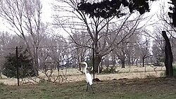 Garza blanca de La Pampa
