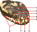 Esquema de las escamas de la cabeza de Vipera berus