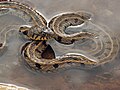 Subespecie Natrix natrix persa mostrando características morfológicas