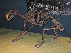 Ejemplar de Smilodon fatalis