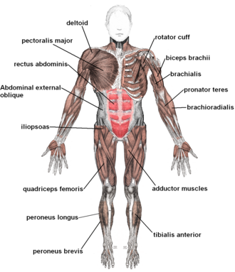 Estructura interna de la fibra muscular