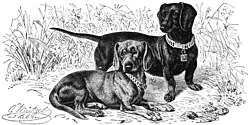 Grabado del siglo XIX de una pareja de dachshunds