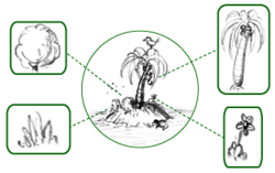 Esquema simplificado de la flora en una isla