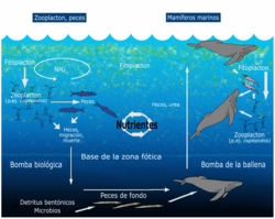 Ciclo biogeoquímico
