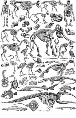 Esqueletos de distintas especies con diversas morfologías.