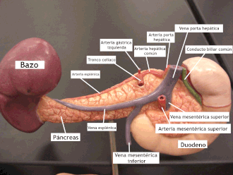 Esquema anatómico de la formación de la vena porta hepática a partir de la unión venosa.
