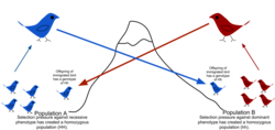 Diagrama de flujo genético entre dos poblaciones de aves