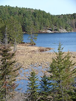 Paisaje típico del Escudo Canadiense con lagos y abetos