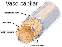 Representación de un capilar fenestrado